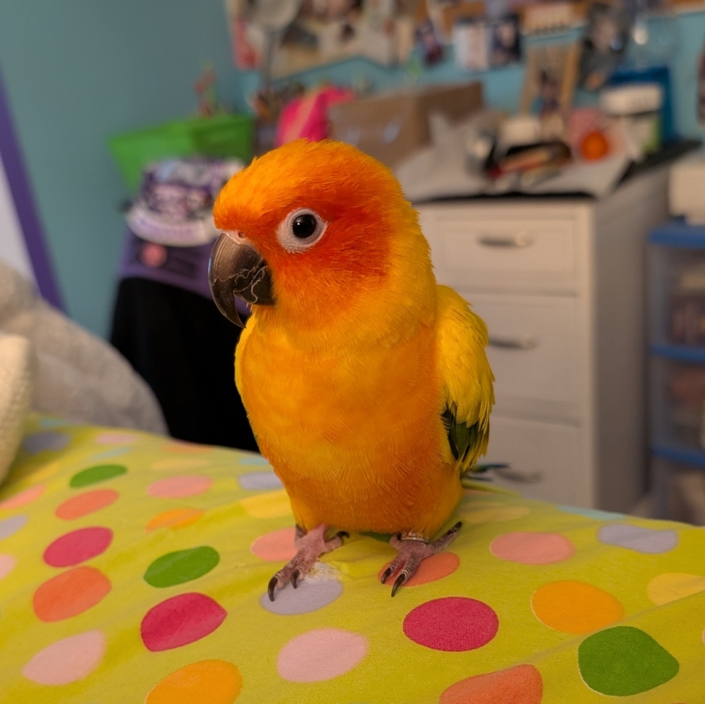 Meet your Posher, Gabi